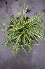 Carex oshimensis ‘Evergold’ | Zegge 20 P9 (WINTERGROEN)
