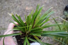 Carex oshimensis ‘Evergreen’ | Zegge 30 P9 (WINTERGROEN)