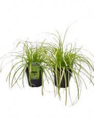 Carex oshimensis ‘Everillo’ | Zegge 40 P9 (WINTERGROEN)