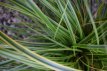 Carex oshimensis ‘Everlime’®  C3 Carex oshimensis ‘Everlime’ | Japanse zegge 40 C3 (WINTERGROEN)