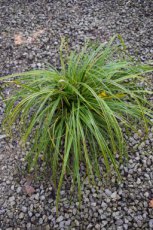 Carex oshimensis ‘Everlime’ | Japanse zegge 40 C3 (WINTERGROEN)