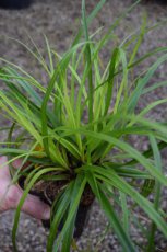 Carex oshimensis ‘J.S.Greenwell' | Zegge 30 P9 (WINTERGROEN)