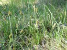 Carex panicea | Blauwe zegge 70  P9