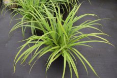Carex pendula | Hangende zegge 100 P9 (WINTERGROEN)