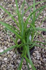 Carex sylvatica | Boszegge 50 P9 (WINTERGROEN)