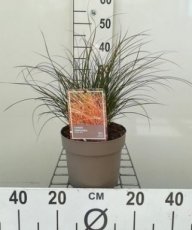 Carex testacea ‘Prairie Fire’ 50 C3 Carex testacea ‘Prairie Fire’ 50 C3