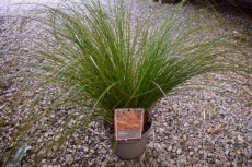 Carex testacea ‘Prairie Fire’ | Zegge 50 P9 (WINTERGROEN)