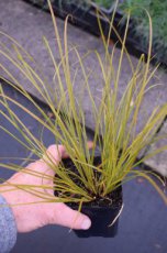 Carex testacea | Oranjezegge 50 P9 (WINTERGROEN)