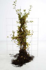 Carpinus betulus 100/125 100 st. Carpinus betulus  100-125    BW  100 st. | HAAGBEUK