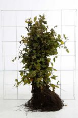 Carpinus betulus 25 st. 60/90 Carpinus betulus 25 st. 60-80  BW  |  HAAGBEUK