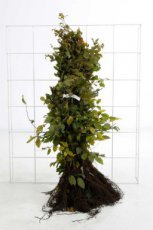 Carpinus betulus 25 st. 80/100 Carpinus betulus 25 st. 80-100  BW |   HAAGBEUK