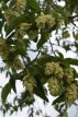 Carpinus betulus 6/8 HO Carpinus betulus 6/8  HO  HAAGBEUK