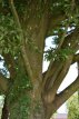 Carpinus betulus 6/8 HO Carpinus betulus 6/8  HO  HAAGBEUK