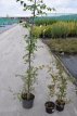 Carpinus betulus Carpinus betulus |GESCHIKT HOGE HAAG| Haagbeuk 40-60 C