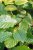 Carpinus betulus 10/12 (dakvorm) Carpinus betulus (parasol) 10/12 C35 | HAAGBEUK