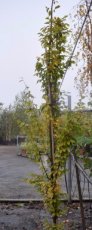 Carpinus betulus ‘Fastigiata’  6/8  HA  HAAGBEUK