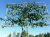 Carpinus betulus (leischerm) 10/12 Carpinus betulus (leischerm) 10/12 C45 | HAAGBEUK