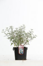 Caryopteris clandonensis 'Sterling Silver'® - Blauwe spirea 30-40 C