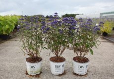 Caryopteris clandonensis 'Beyond Midnight®' - Blauwe spirea  30-40 C4