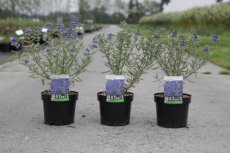 Caryopteris clandonensis 'First Choice'- Blauwe spirea 30-40 C4