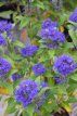 Caryopteris clandonensis 'Grand Blue'® 30/40 C Caryopteris clandonensis 'Grand Blue'® (‘Inoveris’) - Blauwe spirea  30-40 C