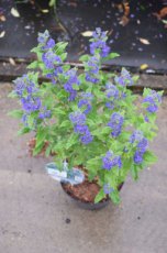 Caryopteris clandonensis 'Grand Blue'® (‘Inoveris’) - Blauwe spirea  30-40 C