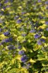 Caryopteris clandonensis 'Hint of Gold®' 30/40 C Caryopteris clandonensis 'Hint of Gold®' - Blauwe spirea 30-40 C