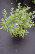Caryopteris clandonensis ‘Kew Blue’- Blauwe spirea 30-40  C