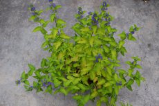 Caryopteris clandonensis  'Summer Sorbet'® (‘Dyraisey’)-Blauwe spirea  30-40  C
