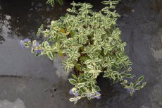 Caryopteris clandonensis ‘White Surprise’®-Blauwe spirea  30-40  C