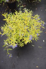 Caryopteris clandonensis ‘Worcester Gold’-Blauwe spirea  30-40  C