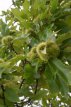 Castanea sativa 8/10 HO Castanea sativa  8/10  HO  TAMME KASTANJE