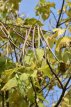 Catalpa bignonioides 10/12  HO Catalpa bignonioides 10/12  HO  TROMPETBOOM