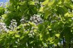 Catalpa bignonioides 10/12  HO Catalpa bignonioides 10/12  HO  TROMPETBOOM