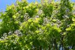 Catalpa bignonioides 10/12  HO Catalpa bignonioides 10/12  HO  TROMPETBOOM