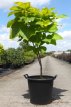 Catalpa bignonioides ‘Aurea’ 150/175 C35 Catalpa bignonioides ‘Aurea’ - Trompetboom 150-175 C35