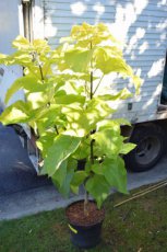 Catalpa bignonioides ‘Aurea’ 150/175 C35 Catalpa bignonioides ‘Aurea’ - Trompetboom 150-175 C35