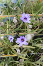 Catananche caerulea | Blauwe strobloem 70 P9