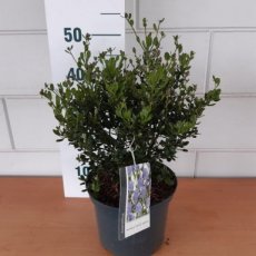 Ceanothus impressus ‘Victoria’ 40/50 C5