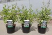 Ceanothus pallidus 'Marie Blue'® 40/50 C4 Ceanothus pallidus 'Marie Blue' ® (‘Minmari’)-Amerikaanse sering 40-50 C4