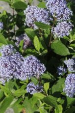 Ceanothus pallidus 'Marie Blue' ® (‘Minmari’)-Amerikaanse sering 40-50 C4