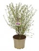 Ceanothus Thyrs. 'Perado' 50/60 C5 Ceanothus Thyrsiflorus 'Perado' (= El Dorado) - Amerikaanse sering 50-60 C5