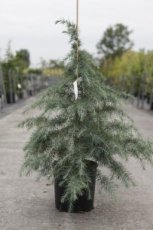 Cedrus deodara 100/125 C12 Cedrus deodara | Himalayaceder 100-125 C12