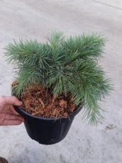 Cedrus libani 'Hedgehog' | Libanonceder 25-30 C6