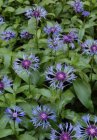 Centaurea montana ‘Coerulea’ | Bergkorenbloem 50 P9