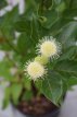 Cephalanthus occidentalis 30/40 C Cephalanthus occidentalis | Kogelbloem   30-40 C