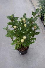 Cephalanthus occidentalis | Kogelbloem   30-40 C