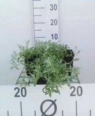 Cerastium tomentosum | Hoornbloem 10 P9