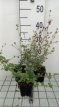 Ceratostigma griffithii Ceratostigma griffithii | Loodkruid 40 P9