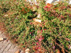 Ceratostigma griffithii | Loodkruid 40 P9